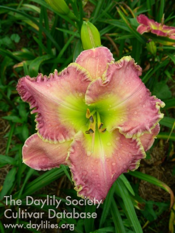 Daylily Parting the Waters