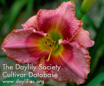 Daylily Passion for Life