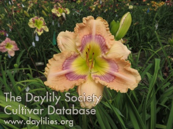 Daylily Pattern Popper