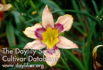 Daylily Peacock's Tailfeathers