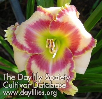 Daylily Peppermint Spring