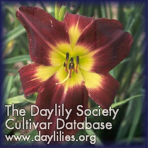 Daylily Persian Ruby