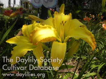 Daylily Pollen Packing Peter