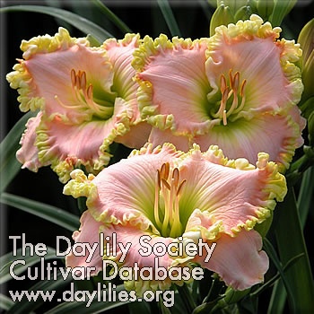 Daylily Princess Diana