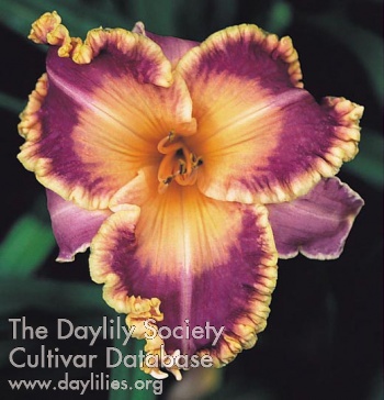 Daylily Promised Day