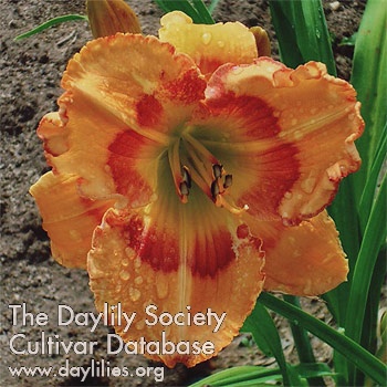 Daylily Quarry of Gold