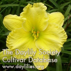 Daylily Queen's Court