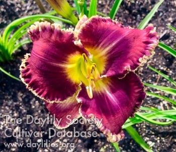 Daylily Queen Irene