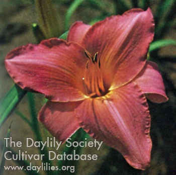 Daylily Queen of Roses