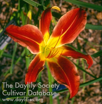 Daylily Queen of Hearts