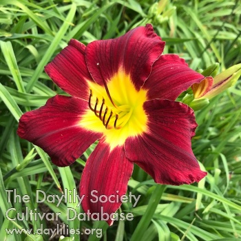 Daylily Queen of the Sea