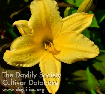 Daylily Queen of Gonzales