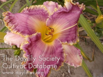 Daylily Queen of Hudson