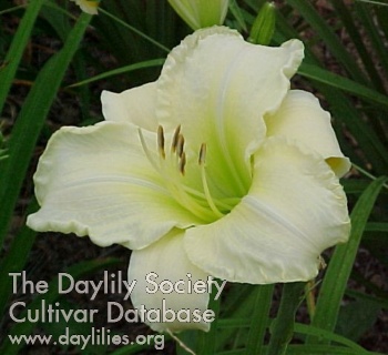 Daylily Queens Bounty