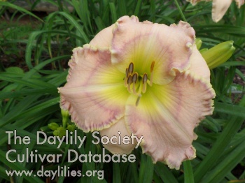 Daylily Queen's Dawn