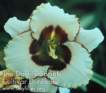 Daylily Queensland