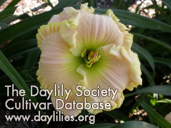 Daylily Quiet Time