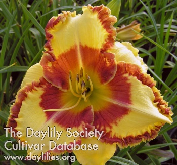Daylily Quinnie the Pooh by NLD