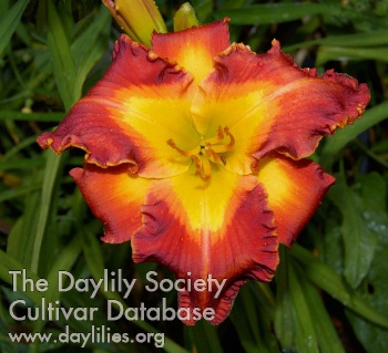 Daylily Quirky in Albuquerque