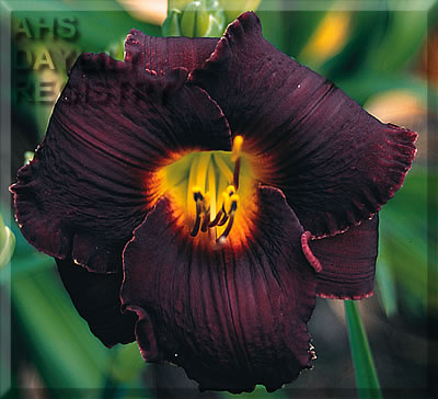 Daylily Quote the Raven