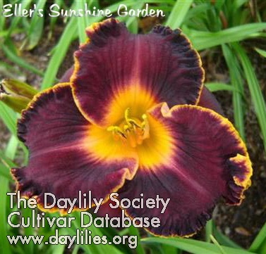 Daylily Quackers and Cheese