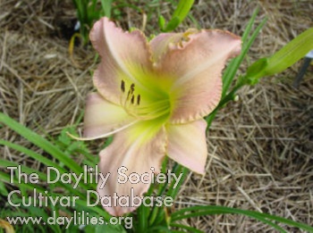 Daylily Quaker Gown