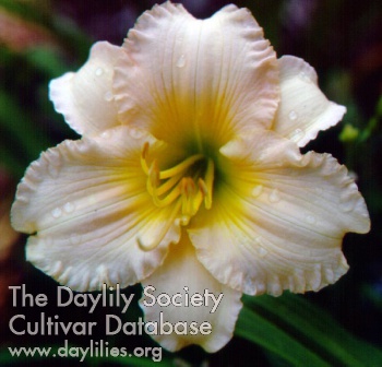 Daylily Queens Gift