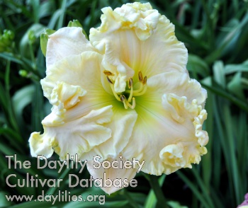 Daylily Queen's English