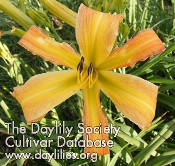 Daylily Relay for Life