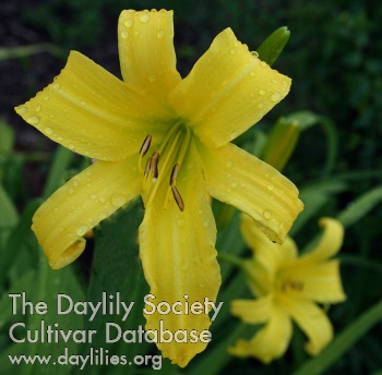 Daylily Revolute