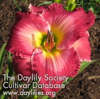 Daylily Rosy Complexion
