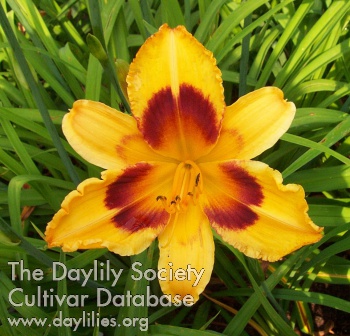Daylily Radiant Greetings