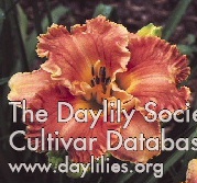 Daylily Rags to Riches