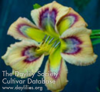 Daylily Rainbow Flower