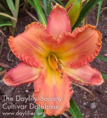 Daylily Rainbow Mesa