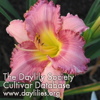 Daylily Rainbow Drive