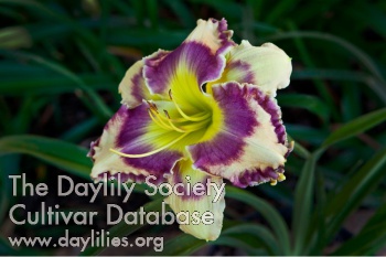 Daylily Randall's Heavenly Peace