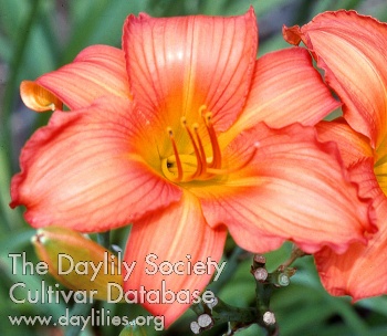 Daylily Rare Beauty
