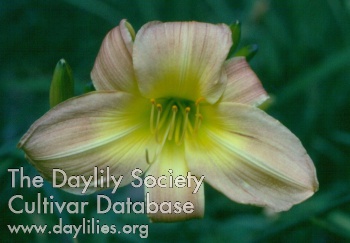 Daylily Rare China
