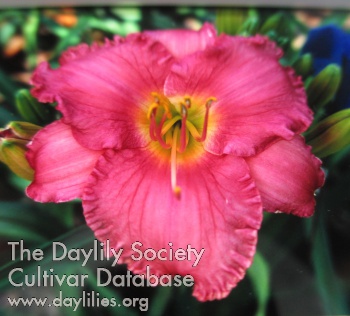 Daylily Raspberry Lustre