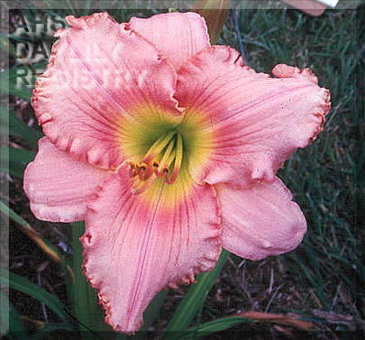 Daylily Ray R. Rothenberger