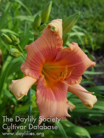 Daylily Ray of Cheer