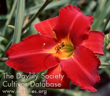 Daylily Reb