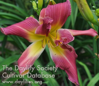 Daylily Rebel Without a Clue
