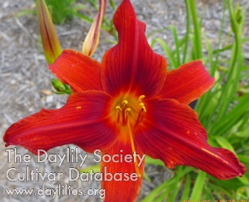 Daylily Red Cup