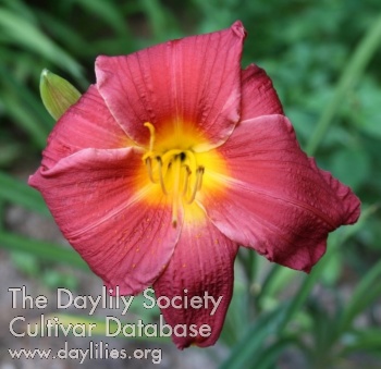 Daylily Red Fountain