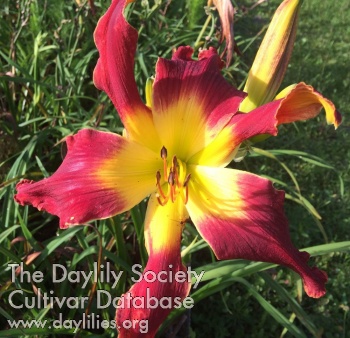 Daylily Red Garden Monster