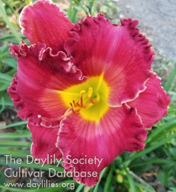 Daylily Red High Heels