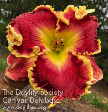 Daylily Red Ovation