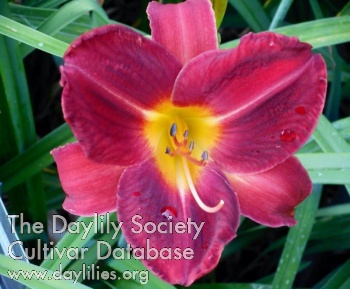 Daylily Red Sangria